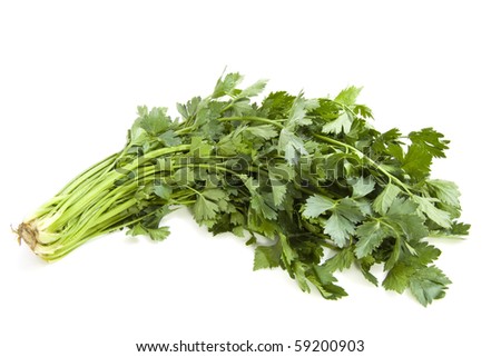 A bunch of fresh coriander isolated over white