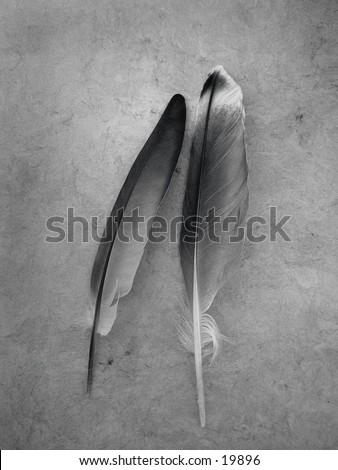 Two seagull feathers in a graceful still life photographed in black and white. Calm and with a sense of peace and unity.
