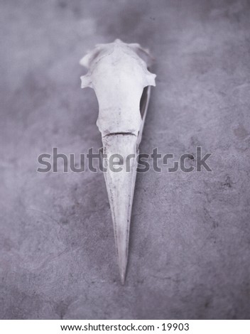 The elegant skull of a sea bird photographed with a soft holistic romance for found objects.