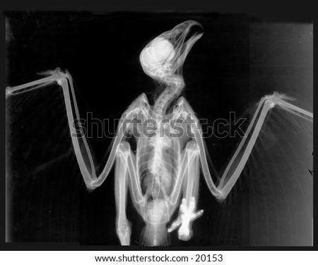 Xray of a Redtail Hawk.