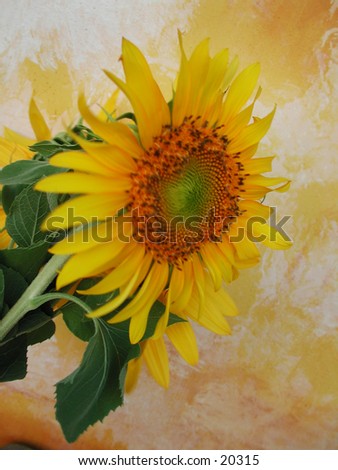 Sunflower and yellow hand painted back drop.