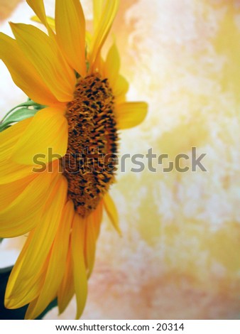 Profile of a sunflower and yellow hand painted back drop. Great space for text.