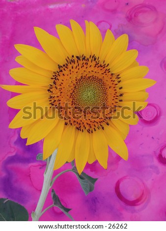 A sunflower photographed against a contemporary background.