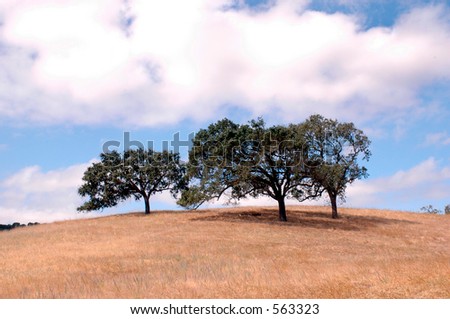 Oak trees on a golden hill.