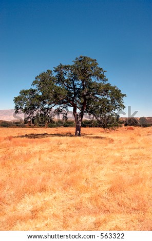 Oak tree in a golden field in the hills with negative space top and bottom.