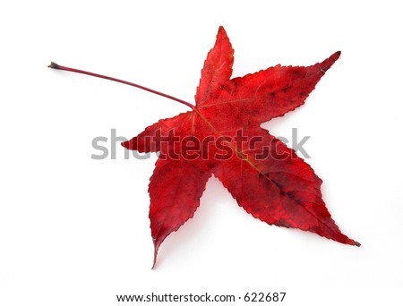 red japanese maple leaves. Species: Red Japanese Maple