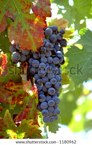 Cluster of ready to pick Pinot Noir grapes in the vineyard with turning leaves.