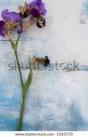 Iris flower shown in it\'s various states of bloom, it\'s organic nature. Photographed on an abstract painting.