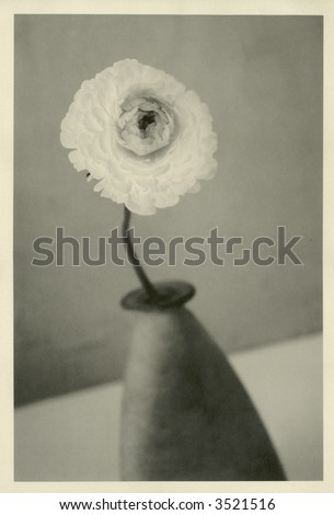 Black and white sepia image of Ranunculus Flower in vase printed on unbleached Japanese Kozo paper. Images shows the natural grain, texture, and artifacts of the organic substrate.