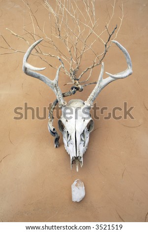 Shamanic animal, vegetable, and mineral. Deer skull, plant skeleton, and crystal on adobe surface.
