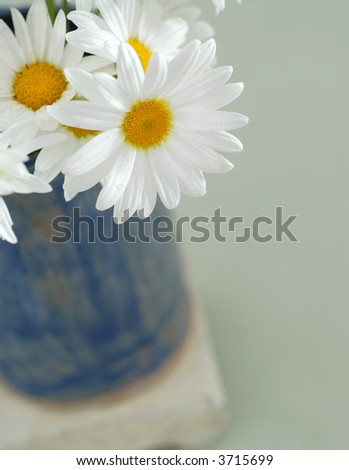 Daisy flowers in a little blue vase.
