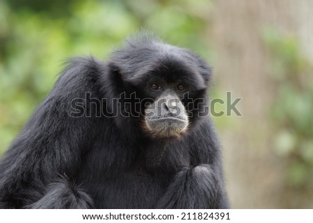 Sad monkey looking at camera