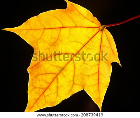 Brilliant Yellow is a photograph of a yellow leaf back lite to isolate the leaf and enhance the brightness of it.