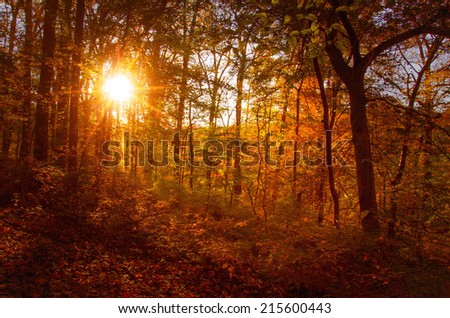 Autumn sunset was created in the woods of Brandywine Creek State Park located in Wilmington Delaware shortly before sunset.