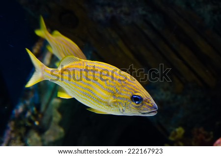 Spotted Fish - A photograph of two yellow spotted fish swimming in an aquarium.