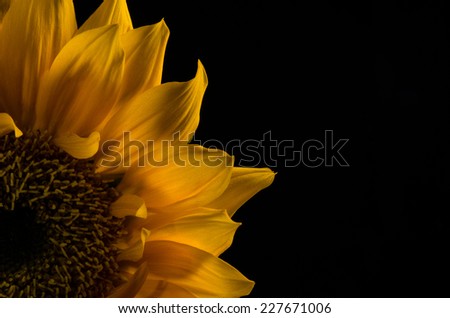 A vivid yellow colored sunflower bloom against a solid black background.