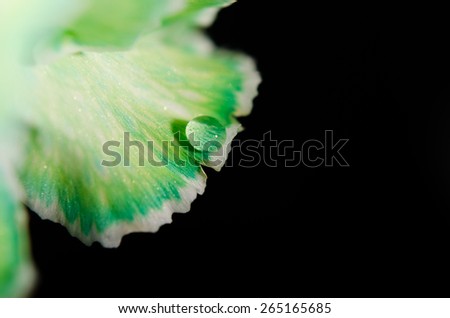 A nature photograph of single drop of water on a petal of a grenn Carnation flower.
