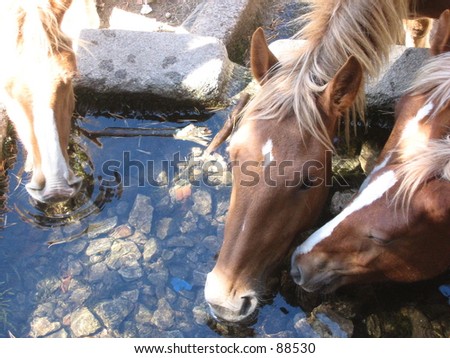 ...you can lead a horse to water