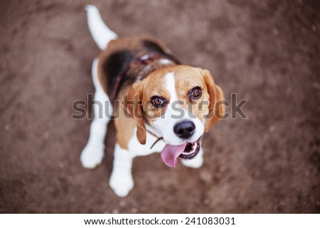 Best friend beagle dog happy to serve a master