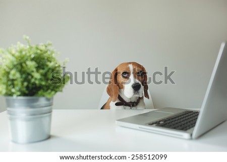 Beagle dog at the office table with laptop over white background