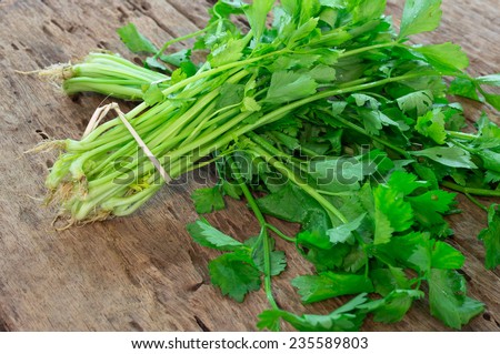Fresh, organically grown coriander or cilantro on a wooden
