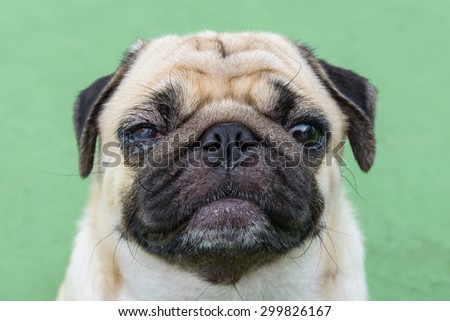 pug dog with eye injury