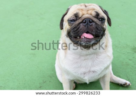 pug dog with eye injury