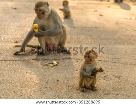 Young monkey (Crab-eating macaque) eating banana in Thailand