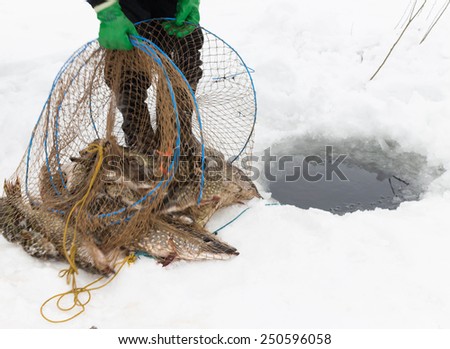 Live fish, moovig blur.Fishing with net in the ice hole