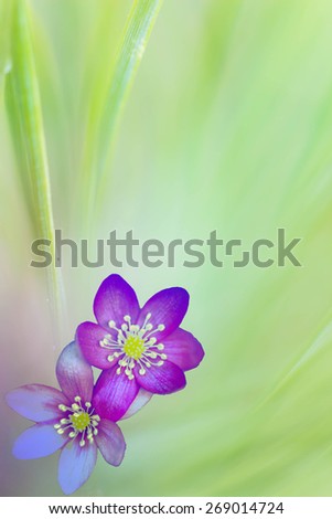 Abstract blurred background of green pine needles and green flowers and abstract liverwort flower