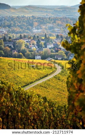 German vineyards in autumn with a lane to the village
