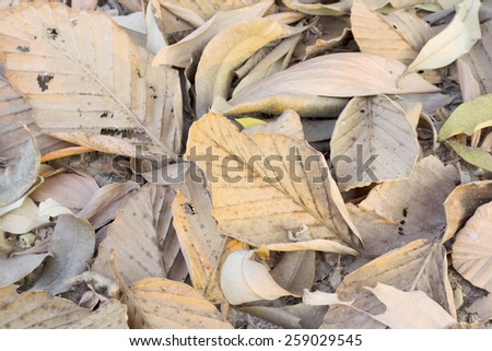 Dry leaves in dry season
