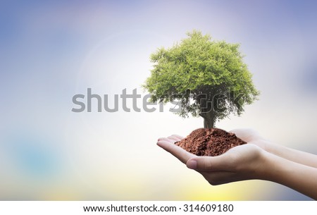 Protecting the forest,Plant a tree:Trees in hands with nature abstract background.Ecology concept