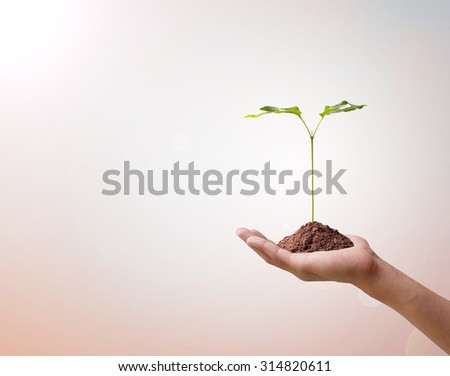 Protecting the forest,Plant a tree:Trees in hand.Ecology concept