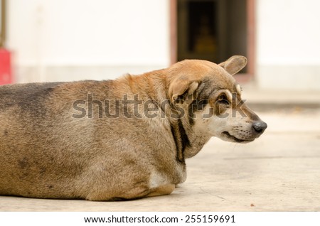 Thai dog lay down in temple