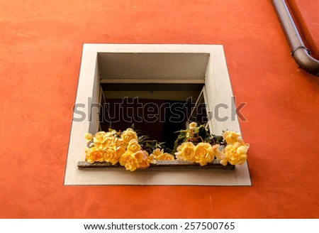flower on the window in orange wall