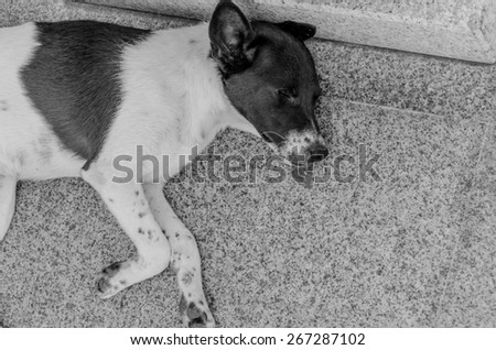 Thai dog lay down in temple