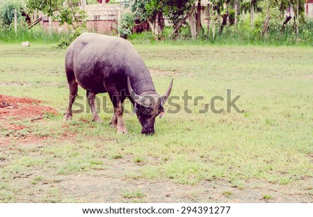Vintage the water buffalo or domestic Asian water buffalo (Bubalus bubalis)
