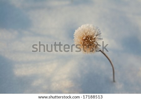 Winter hoar-frost flower. dandelion