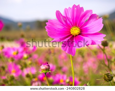 Pink moss is small purple pink color flower under cloudy blue sky