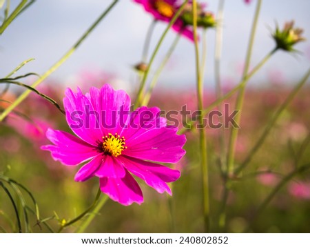 Pink moss is small purple pink color flower under cloudy blue sky