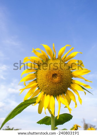Sunflower is large size flower under cloudy blue sky