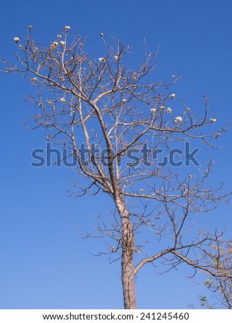 No leaf tree under blue sky