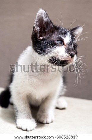 Little cute black and white kitten sit on white floor with tilt head and look up to sky, selective focus on its eye
