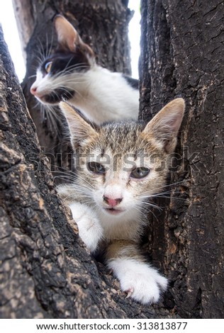 Adult mother cat help its little kitten from tree, selective focus on kitten\'s eye