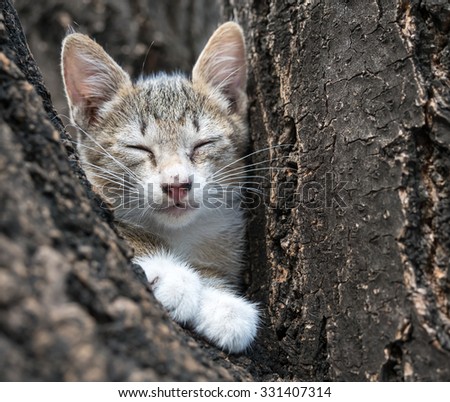Little cute scaring gray kitten stuck on tree and trying to climb down with closing eyes, selective focus on its eye