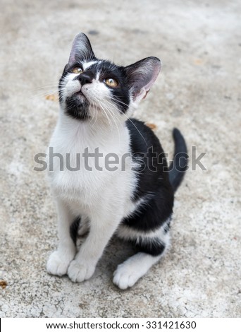 Little black and white cute kitten in ready jumping position on concrete floor in outdoor garden, selective focus on its eye