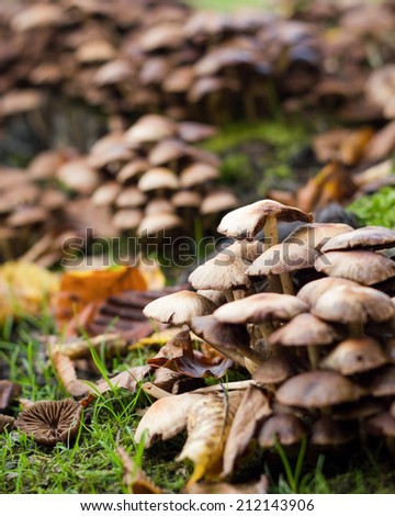 An autumnal rural detail of wild mushrooms growing amongst the decaying leaves of the season.