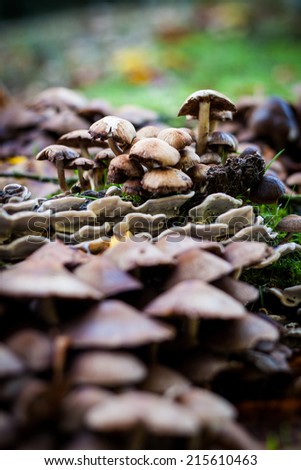 Shallow and tight focus on a bunch of mushrooms growing wild in an English forest.