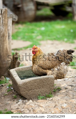 A free range farmyard chicken in its native environment on a rural English farm.